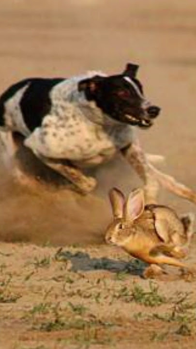 Super Speed Racing Dogs vs Wild Brown Hare Rabbit #tazidog