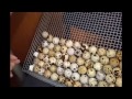 Укладка перепелиных яиц в лоток инкубатора