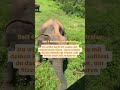 🌴 Unsere Reisetipps mit Kindern in Sri Lanka Unsere erste Unterkunft war in Negombo – diese können