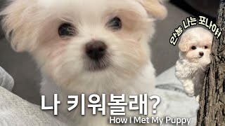 eng) 개집사 VLOG | 안녕 나 꼬똥인데 나 키워볼래? 🐶 | 꼬똥드툴레아 입양기 ✨ | 강아지 입양 첫날 꿀팁 🍯  | 나의 펫로스 증후군 극복기 🌈