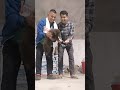 cute puppy jumping over their hands 😍