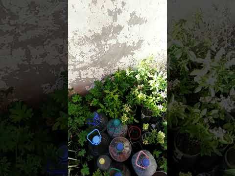 نباتات تمن ديالها 5 دراهم اليزير العطرة العنكبوتية الحبق النبتة المائية