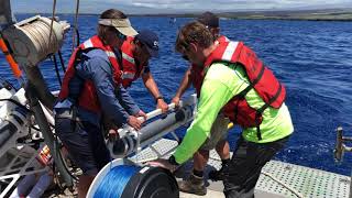 Porpoise Deployment