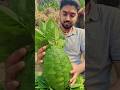 Making a GIANT Potato from Leaves 😳🍃 | 8s Satisfying Craft #shorts