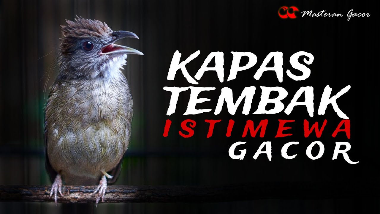 TEMBAKAN KAPAS TEMBAK GACOR ISTIMEWA COCOK BUAT MASTERAN BURUNG KICAU MURAI BATU, CUCAK IJO, CENDET
