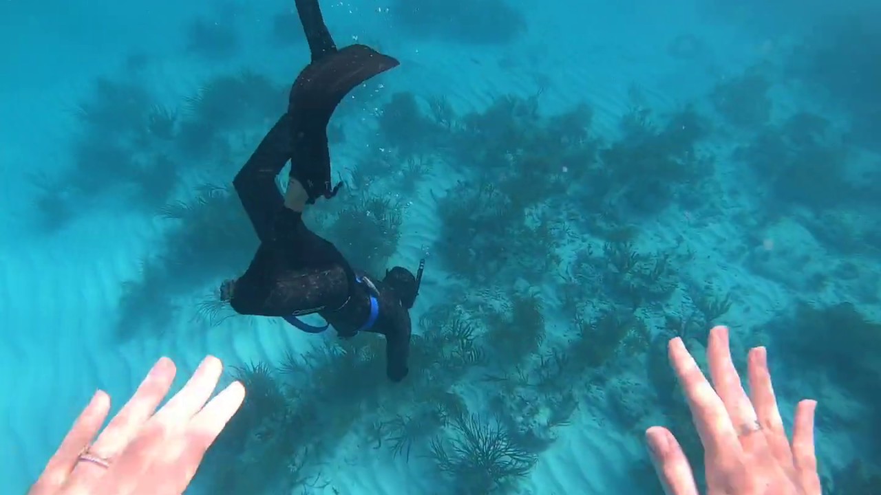 Free Diving in Miami YouTube