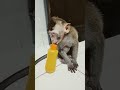 Jr. Monkey Chiro Very Sleep After Bath