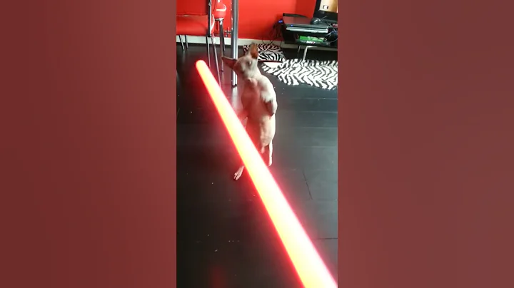 Video 11876081: sphynx cat playing