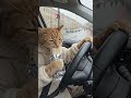 cat meowing