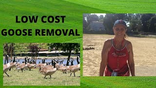 How to remove Canadian geese from lakefront, cheap, easy and kind method that will work