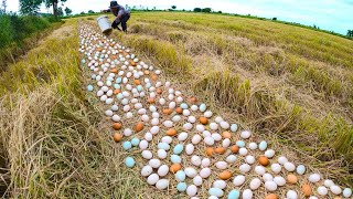 wow wow wow! pick a lots duck eggs after farmer harvest rice in field by hand a fisherman