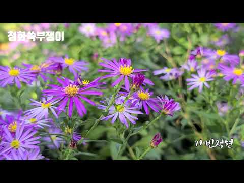 Video: Aster Ageratoidas