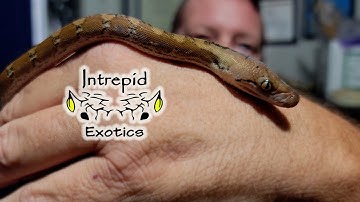 🐍Meet Our New Dwarf Reticulated Python Baby