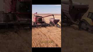 50% increase in root mass on winter wheat