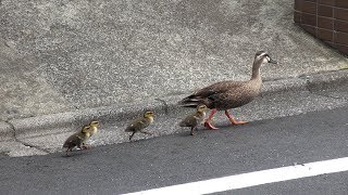 カルガモ親子のお引っ越し （2018年7月）