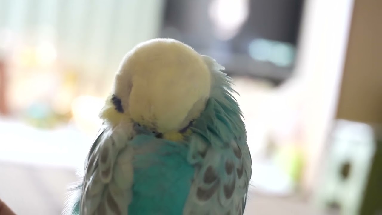 とーちゃんの手の上で寝ているだけだよ