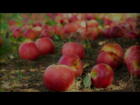 When Will the Good Apples Fall  THE SEEKERS  (with lyrics)