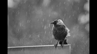 Birds and rain - Ambient noise to fall asleep or study (1 Hr)