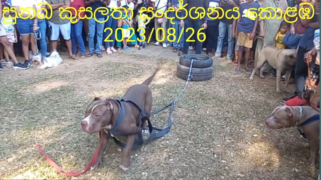Dog talent show Colombo Vihara Mahadevi park 26/08/2023 YouTube