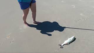 We Went To Atlantic Beach and caught THIS by SaltEastSimon 380 views 8 months ago 8 minutes, 29 seconds