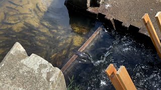 8 Hours of Relaxing Fish Ladder Water Sound