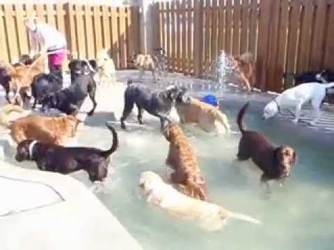 puppy daycare