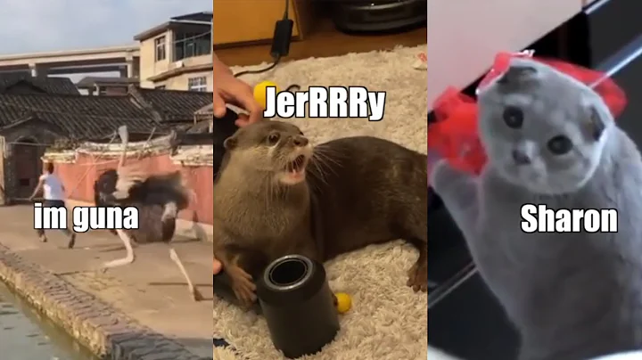 Funny Animal Voiceover Compilation Part 6 @klrdubs...