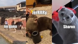 Funny Animal Voiceover Compilation Part 6 @klrdubs TikTok