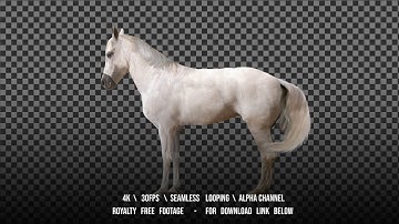 White horse standing. Isolated and cyclic animation.