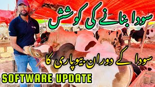 Software Update | Soday Banay Ki Kooshish At Nothern Bypass Mandi | Cow Mandi 2024