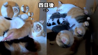 The kitten that became the mother cat's scarf has grown up and been promoted to a cushion by あいねこ.Aineko 541 views 2 days ago 3 minutes, 43 seconds