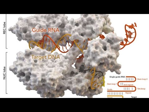 Space and Technology E182: CRISPR Food Coming, Mice In Space!