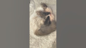 Fluffy Himmie Cat playing with catnip toy! #cats #catsplaying #catnip #himmies