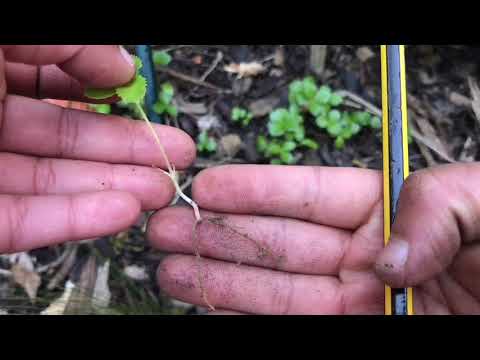 Vídeo: Hellebori Caucàsic (35 Fotos): Descripció. On Creix L’herba I Com Cultivar-la Tu? Plantació I Cura De Flors