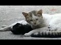 Cat gives a cardiac massage to his injured girlfriend