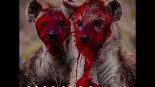 Hyena9 - 96 hrs