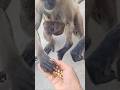 Funny short video।। bandar video।। animal video।। monkey #trandingshorts #shortvideo