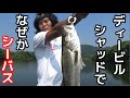 ボートバス釣りでメジャーフィールド攻めたらシーバスだった！