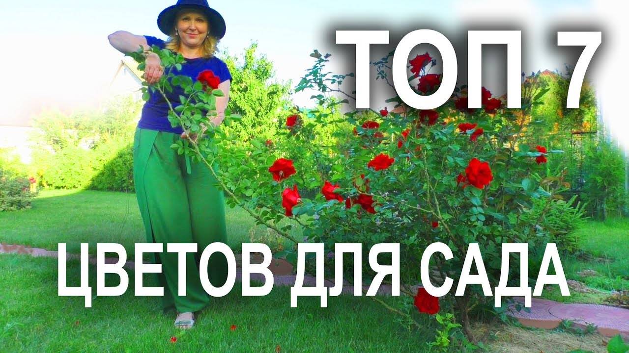 Многолетние Цветы Для Сада Фото