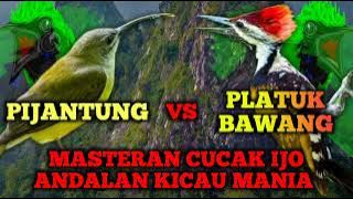 MASTERAN CUCAK IJO, PIJANTUNG,PELATUK BAWANG.#burung #kicaumania #cucakijogacor #cucakijo #kicau