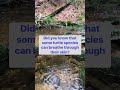 Did you know that some turtle species can breathe through their skin?