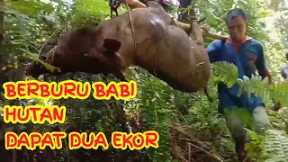 BERBURU BABI HUTAN JERAT BABI HUTAN DAPAT 2 EKOR