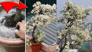 Bougainvillea not flowering? Do THIS & increase flowers QUICKLY screenshot 4