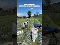 Panen Bawang Merah #suasanakampungyangsederhana #sawah #bawangmerah