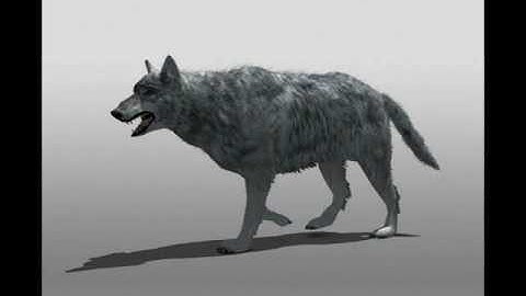 Wolf 3D Model | Animals 3D Models | max, 3ds, c4d, obj, lwo