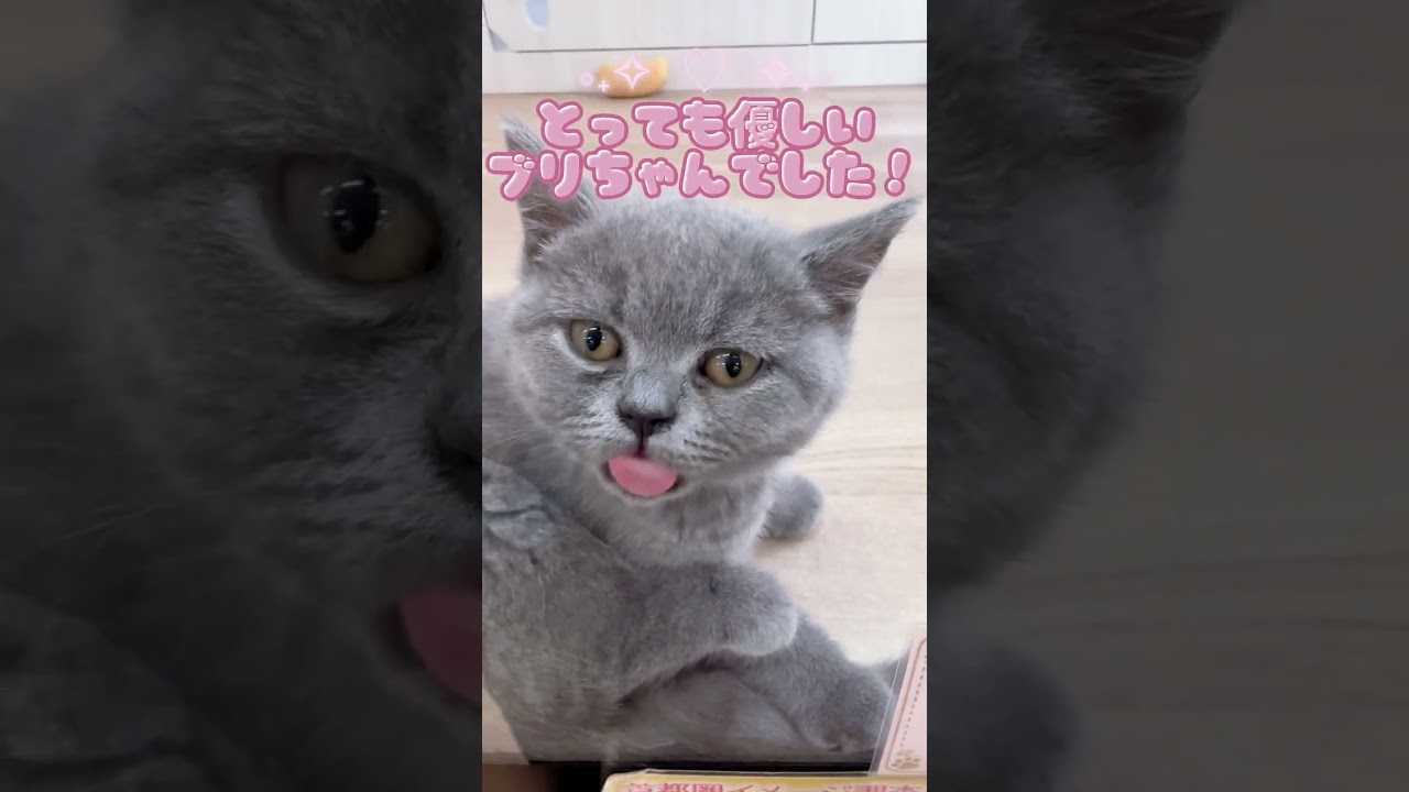 ブリティッシュショートヘア | ペットショップ マルワン 小さめ子犬