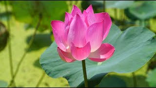 5 Hours of Third Charm by Joseph Beg | Soothing Binaural Music for stress relief