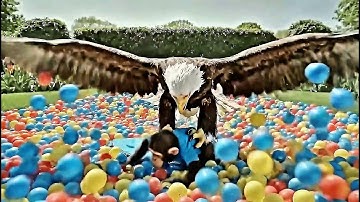 Capybara & Monkey Play… Until an Eagle Strikes 😱🦅