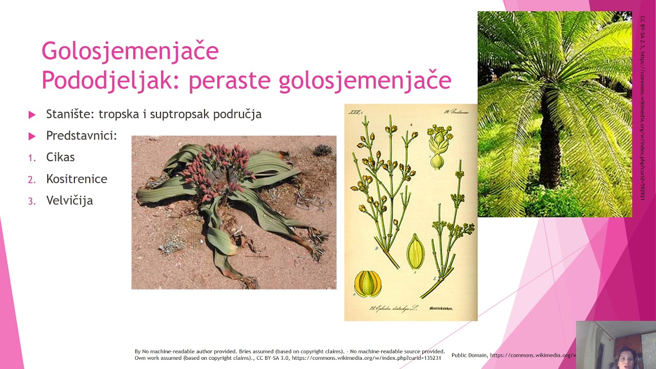 Sjemenjače i golosjemenjače