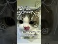 berapa umur Taro?? #cat #fypシ #catvideos #shorts